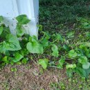 닭 대신 오리 이미지