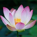 신*주 - 안양시 만안구 삼봉로 35 | 신*주