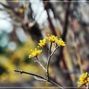산수유 Daum카페