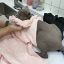 소나캣 | 호매실 고양이 미용 소나캣 고양이무마취미용 후기