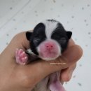 No.1 POM 이미지