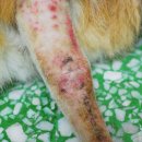 날으는 동물병원 이미지