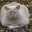 친구가 될 동물병원 이미지