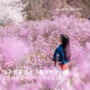 꽃담은강문을담다 | 대구 봄꽃 명소 가볼만한곳 와룡산 진달래군락지 풍경을 담다!