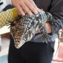 파충류카페 비비안 이미지