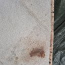 버블세탁전문점 | 장박 텐트 카펫 곰팡이 세척 후기 - 캠핑버블리폼연구소