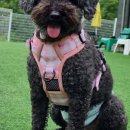 한또바기 이미지