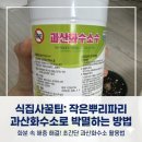 삼현화학 | 식집사 필수템! 작은뿌리파리 퇴치 과산화수소수 희석 및 물주기