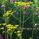 송박사의 꽃 이야기- 마타리 이미지