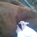 수 가축병원 이미지