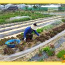 양주농장 이미지