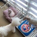 알로하 강아지유치원 호텔 이미지