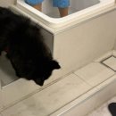 강지압 안마원 | [보문역 안마원] 에스&amp;제이 지압힐링안마원 털뭉치 강쥐가 반겨주는 힐링 성지 🐶