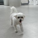 하울팟 위례점 이미지