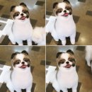 리즈애견미용 이미지