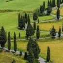 사이프러스 이미지