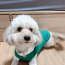 밤밤직구 이미지