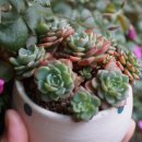 쁘띠쟈니 이미지