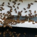 물만난고기 이미지