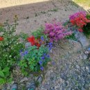 주왕산애플펜션 이미지