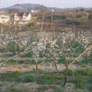 배골농장 이미지