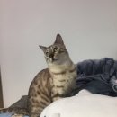 개이쁘개 이미지