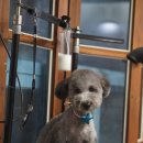 아모르디 이미지