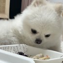 댕댕이점빵 네이버블로그
