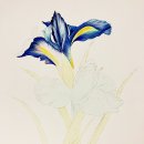 보타니컬아트(중급) 이미지