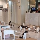 야옹아놀자캣카페 - 연수구 샘말로8번길 7-7 | 야옹아놀자캣카페