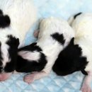 타이니켄넬 이미지