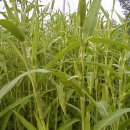 지혜의 소나기 이미지