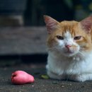 미소동물의료센터 이미지