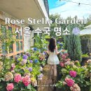 서울 수국 명소 추천 인천 로즈스텔라정원 카페 서울근교 당일치기 후기