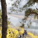 감만파출소 공중화장실 | 응봉산 개나리 축제 후기 | 개화시기, 사진 스팟, 방문 꿀팁까지