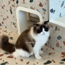 나만 | 별내 고양이카페 “나만없어 고양이” 내돈내산 후기