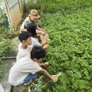 한강노을빛체험마을 | 여름휴가 농촌여행 추천! 웰촌 김포 한강노을빛체험마을 싱싱미나리 체험 후기