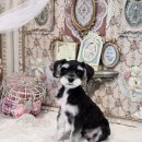 엄지애견미용 이미지