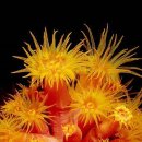 안의꽃사랑 이미지