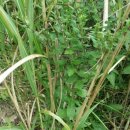 그루터기 이미지