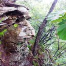 상관 공기마을 편백숲 이미지