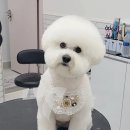 리치펫살롱 이미지