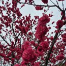 복사꽃마을 이미지