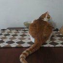 제프앤칸 | 한솔님-잘 먹어요(제프앤칸생식)
