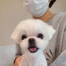 름자펫살롱 이미지