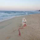 봄날애견 이미지