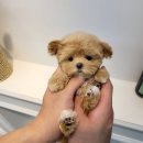 댕스마일 이미지