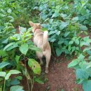 야곱의꿈농장 이미지