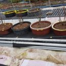 대성농장(3) 이미지