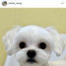 버터멍 이미지
